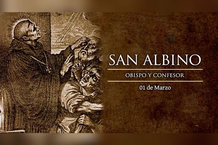 San Albino fue Obispo de la ciudad de Angers (Francia) entre el año 529 y el 550. Durante el gobierno de su diócesis censuró fuertemente las costumbres de los poderosos.