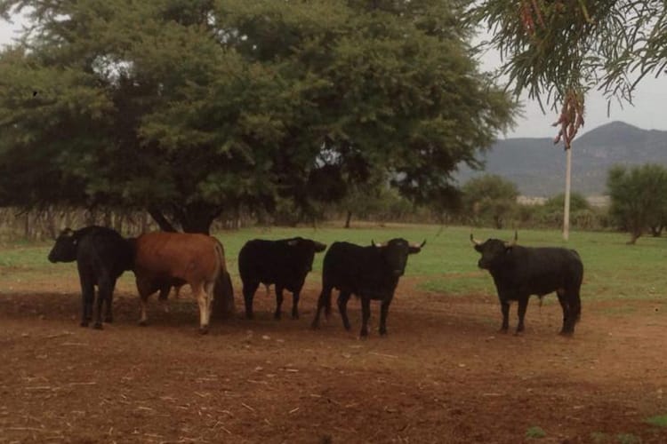 Gracias a las prácticas pecuarias impulsadas por el Gobierno de Zacatecas fue posible la primer exportación del primer lote de toros de lidia.