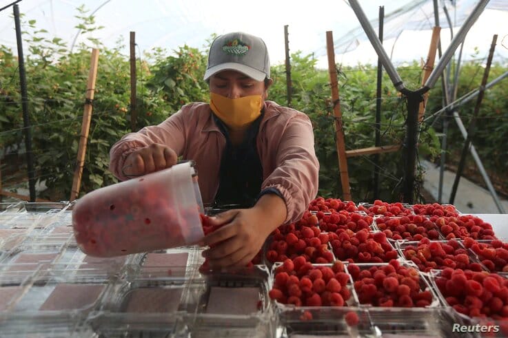 El sindicato de campesinos alega que congelar los salarios de los trabajadores agrícolas es ilegal. | Foto: Reuters, VOA.
