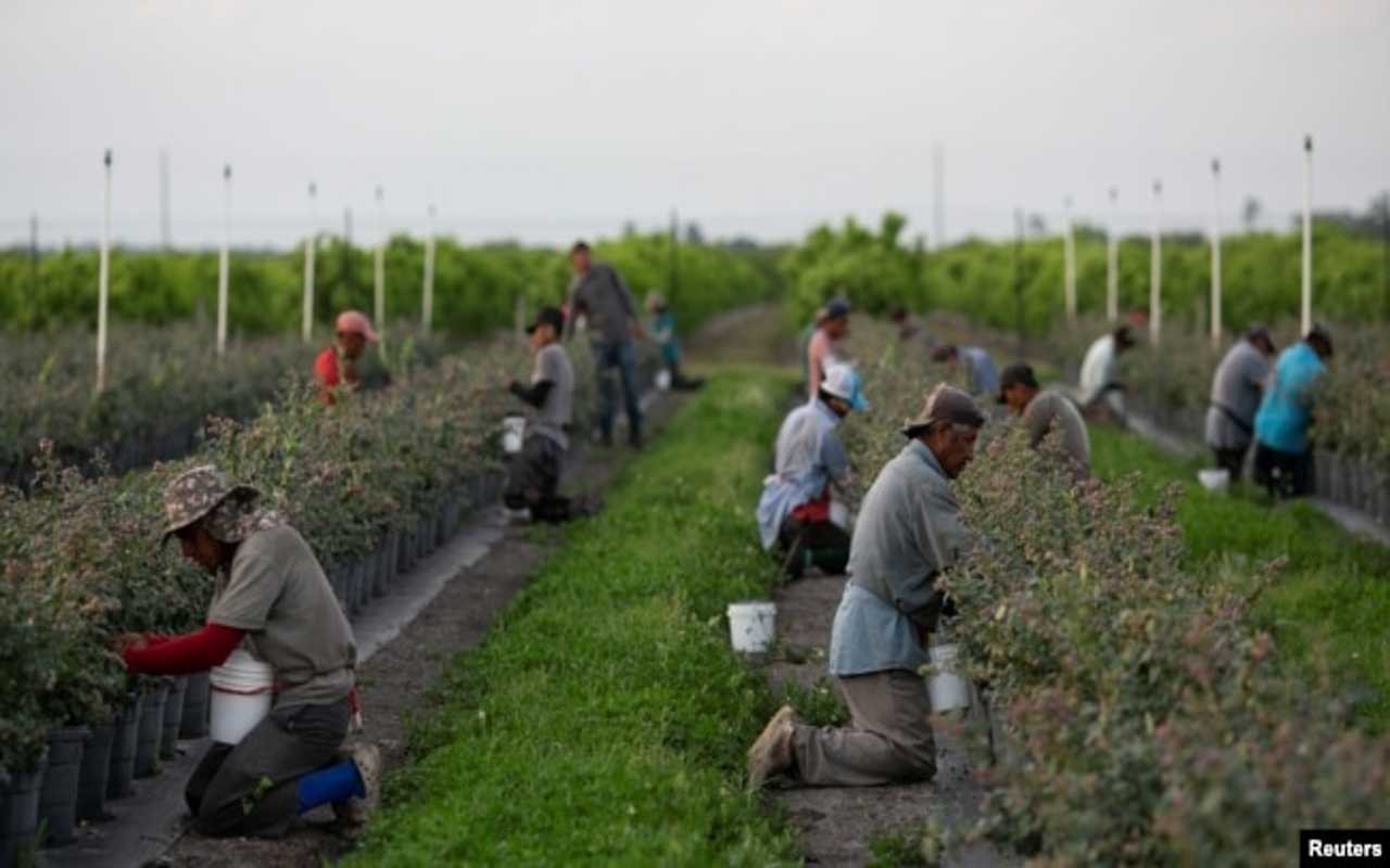 Un empresario extorsionó a varios trabajadores agrícolas mexicanos en Estados Unidos. | Foto: VOA / Reuters.