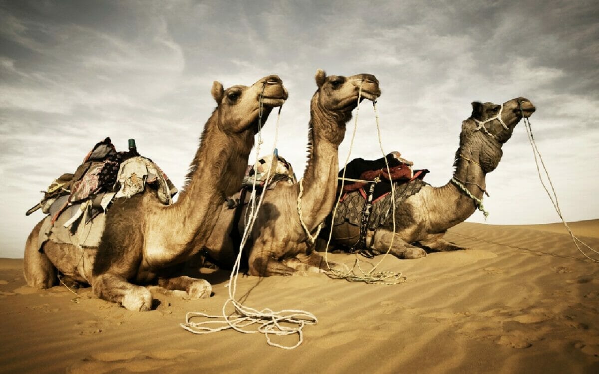 Hasta los camellos trabajan horas extra en el Mundial de Qatar 2022.